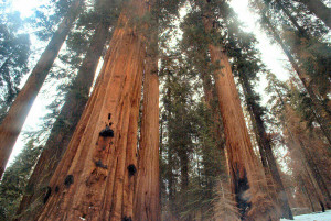 Congressional Grove Sequoia